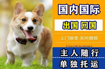 温州宠物托运公司温州宠物托运公司温州宠物托运公司