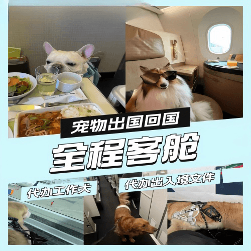 温州宠物托运到白俄罗斯宠物入境规定和要求